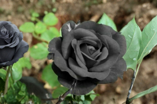 Dark Purple Rose Seeds Rare English Rose Flower Variety 30 Seeds Ornamental Garden Planting Seed Pack