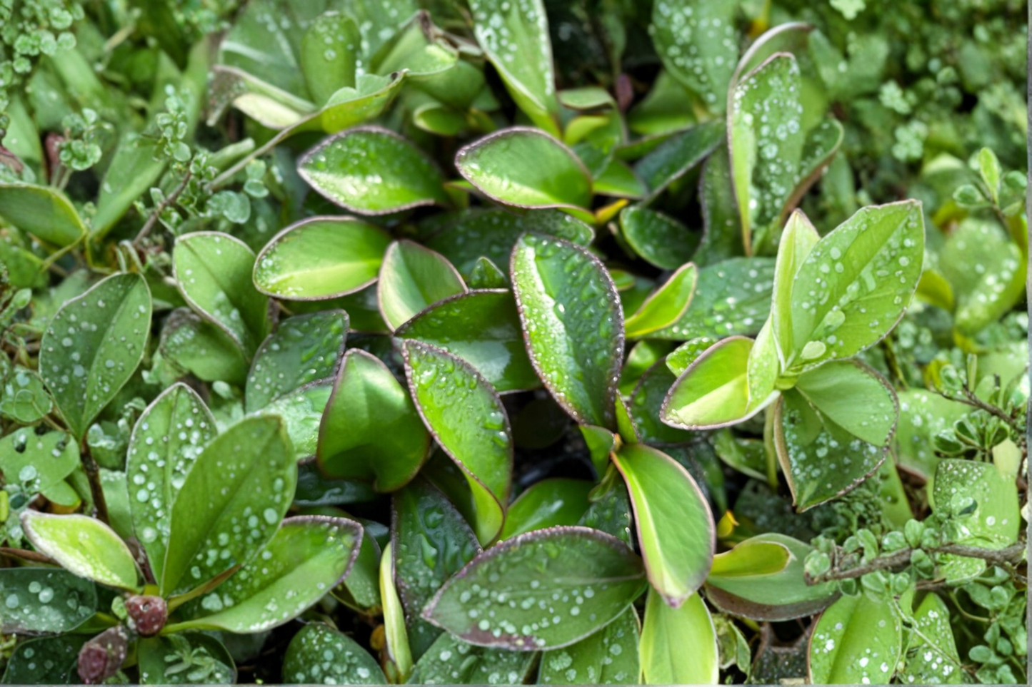 Peperomia Red Edge Live Plant Variegated Peperomia Starter Houseplant in 2 Inch Pot