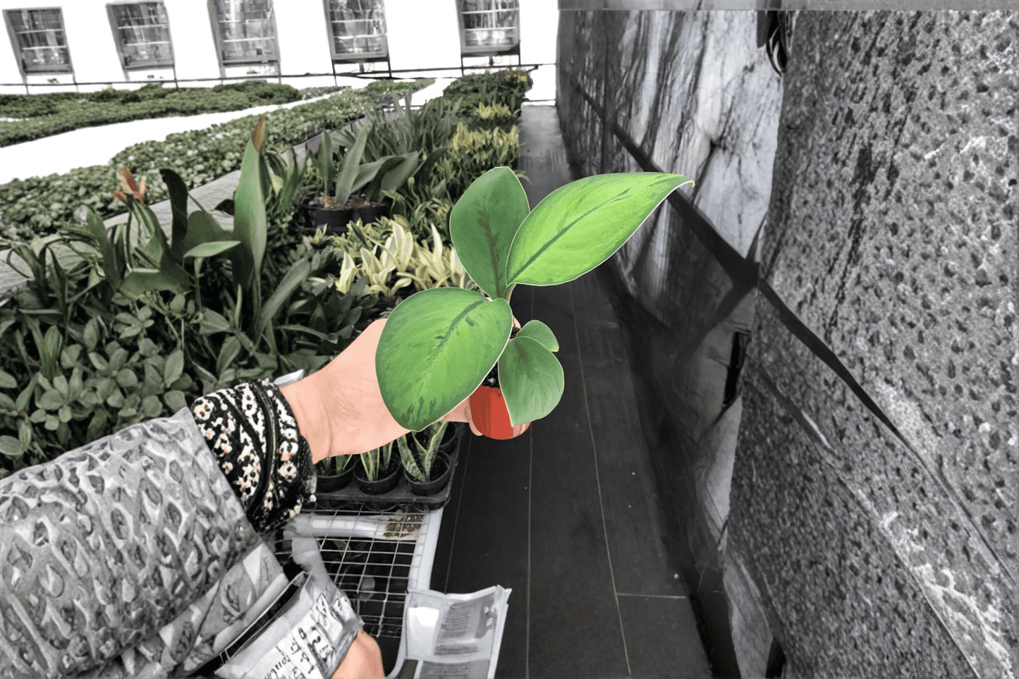 2 Homalomena 'Selby' Starter Plants – Bare Root – Homalomena 'Selby'
