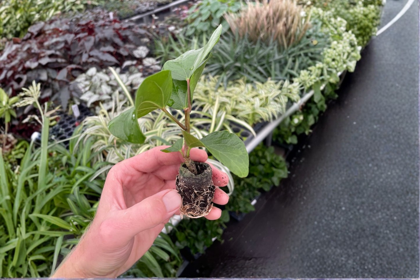 2 Sweet Persuasion Hibiscus Live Starter Plants – Bare Root in Soil Pod (Hibiscus rosa-sinensis)