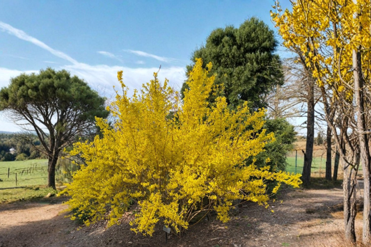 Fiesta Variegated Forsythia Live Plant 1 Gallon Pot Forsythia intermedia Yellow Spring Flowers Variegated Shrub Garden