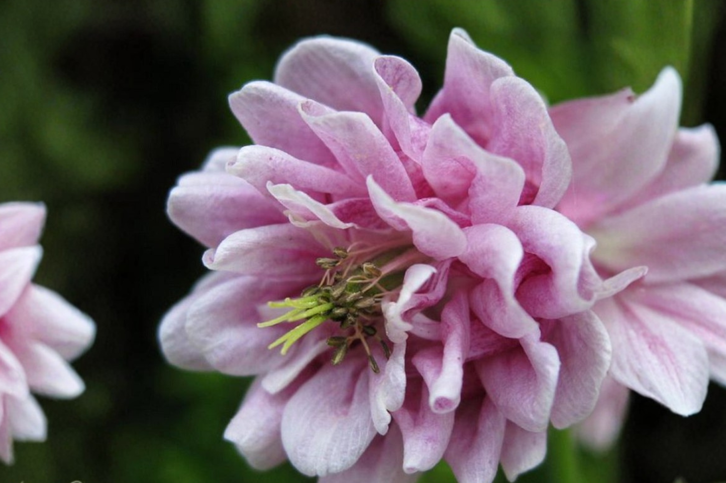 Double Rose Columbine Seeds 10 Pack Rare Flower Plant Cottage Garden Seeds USA Seller Combined Shipping