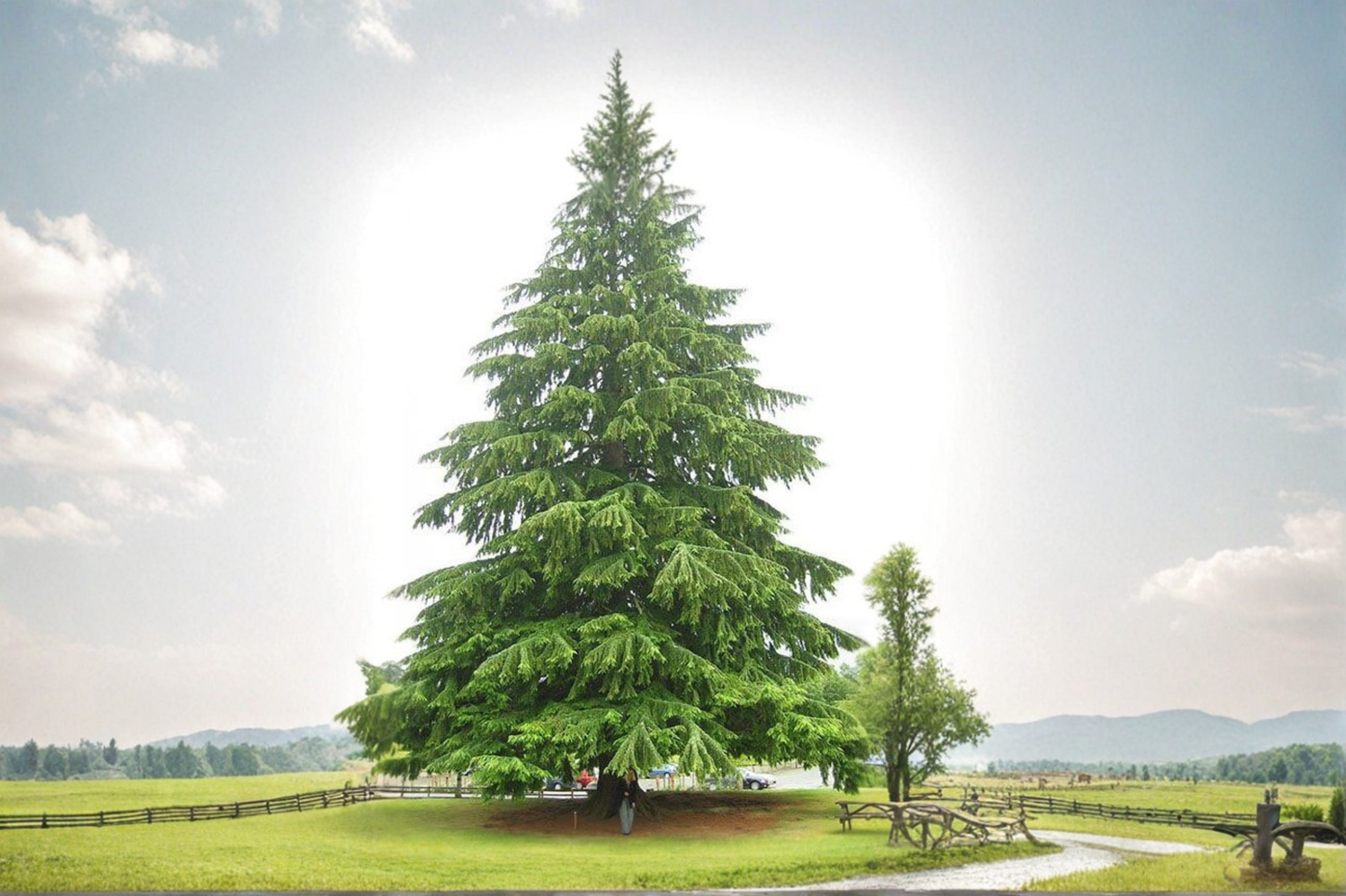 Mt Rainier Hemlock 10 Inch Live Plant 1 Year Graft – Tsuga canadensis Dwarf Evergreen Conifer Shade Garden Landscape Tree