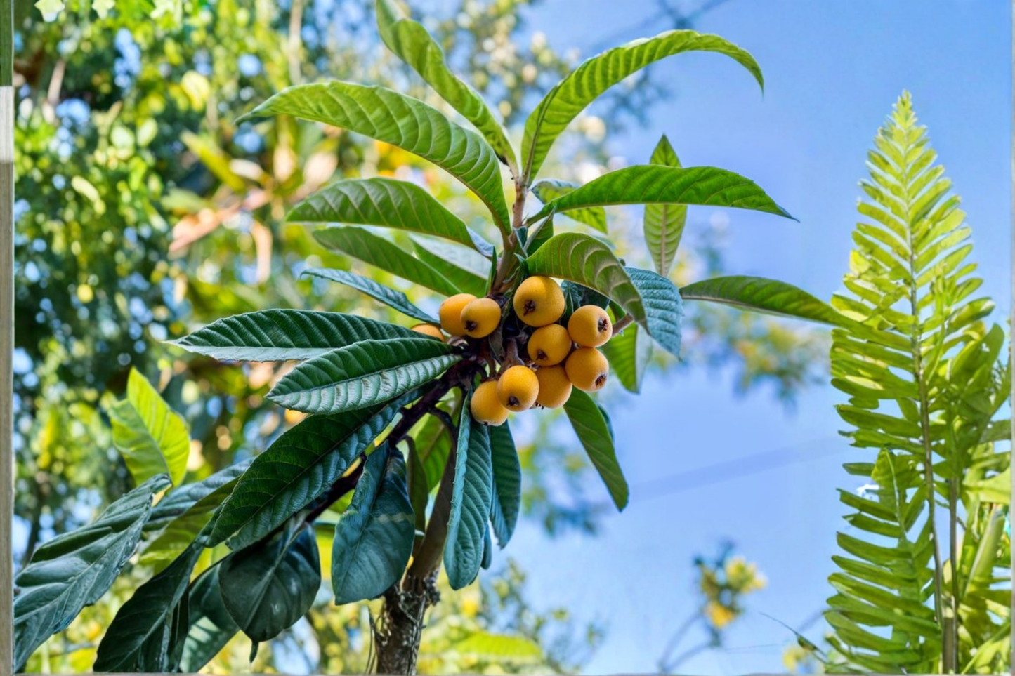 Loquat Tree Live Plant Up to 4ft Tall Fast Growing Evergreen Fruit Tree Ready to Plant Backyard Orchard Garden Tree Only