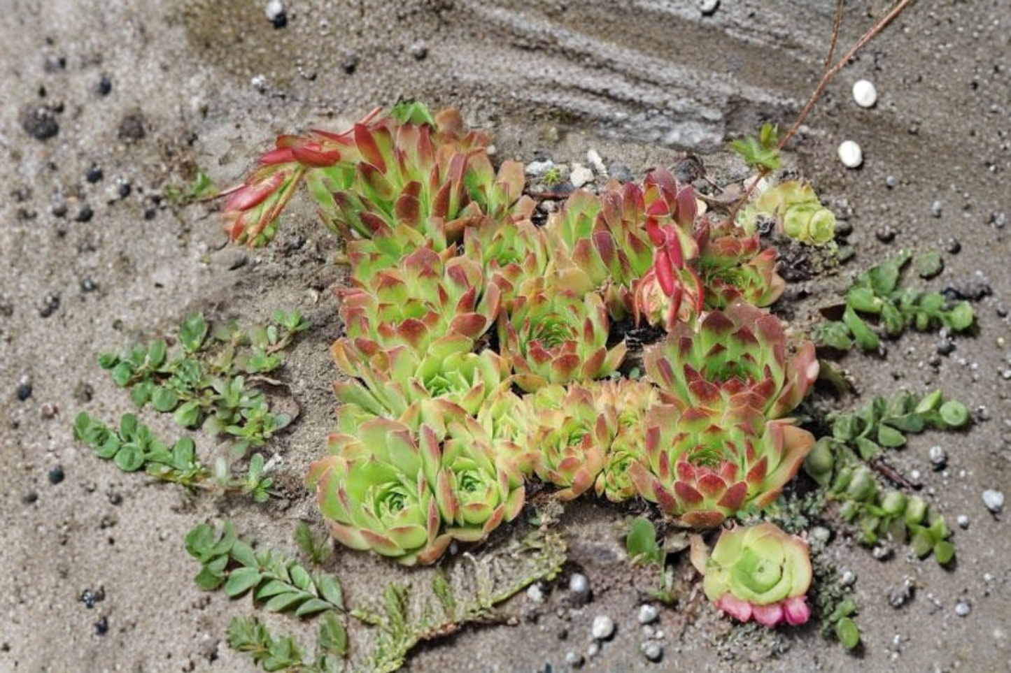 Sempervivum 'Nico' Live Succulent – Hens & Chicks Houseleek – Shown in 3.5-Inch Pot