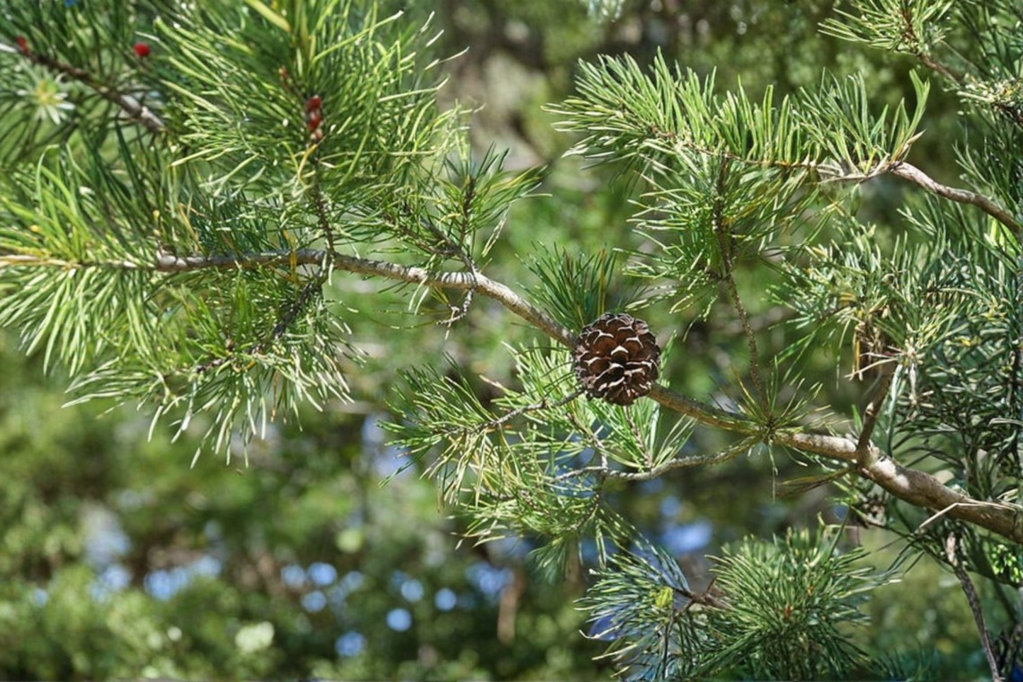 Virginia Pine Live Plant 1 Gallon Pot 12 Inch Tall – Pinus virginiana Native Evergreen Tree for Yard Landscaping