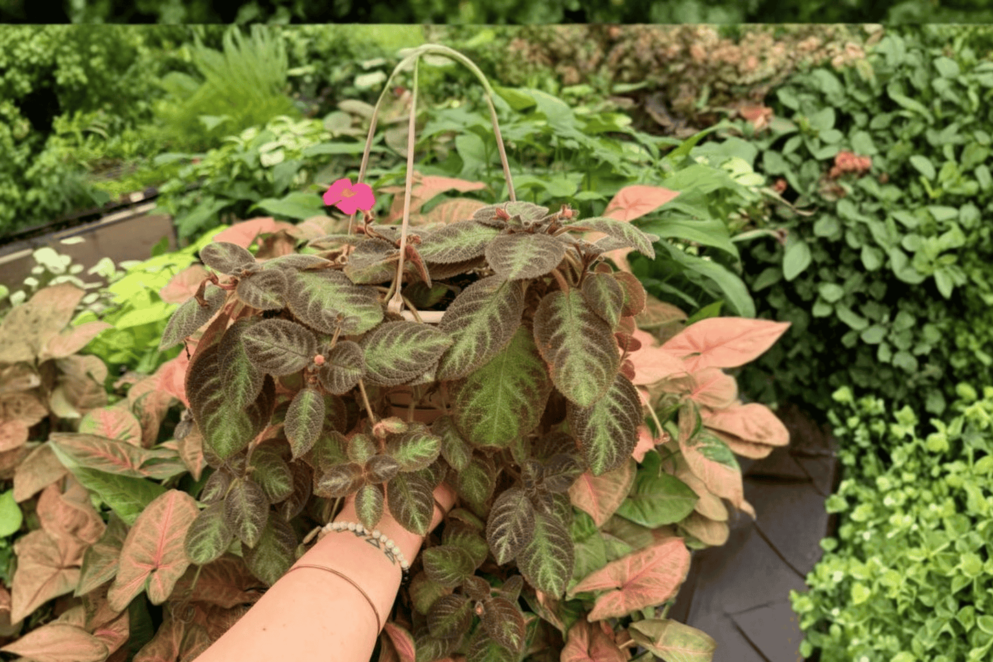 Episcia ‘Pink Panther’ 2 Exact Live Plants – 6-Inch Hanging Baskets