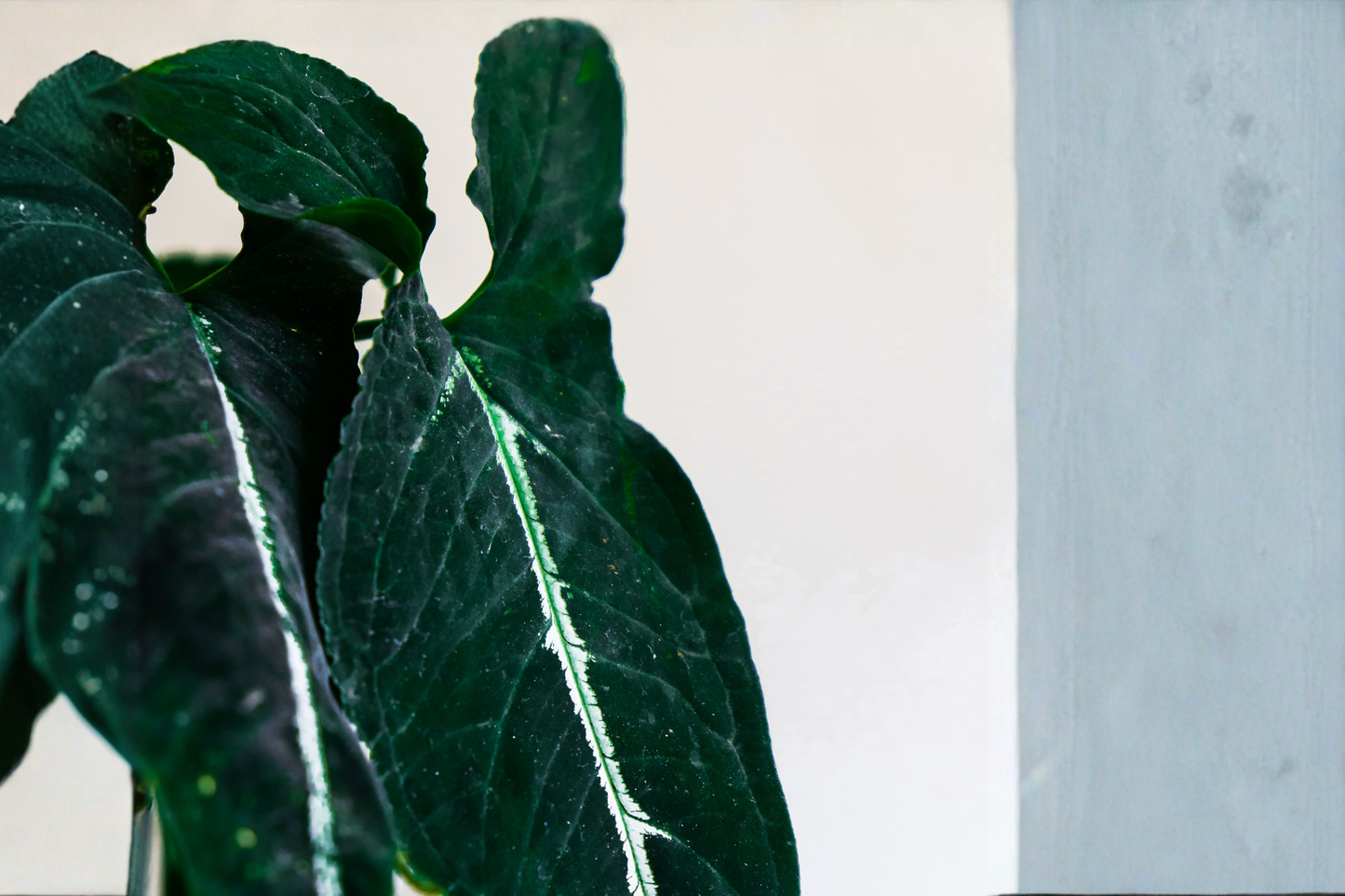 Syngonium Wendlandii Live Potted Plant – Syngonium wendlandii Broadleaf Houseplant