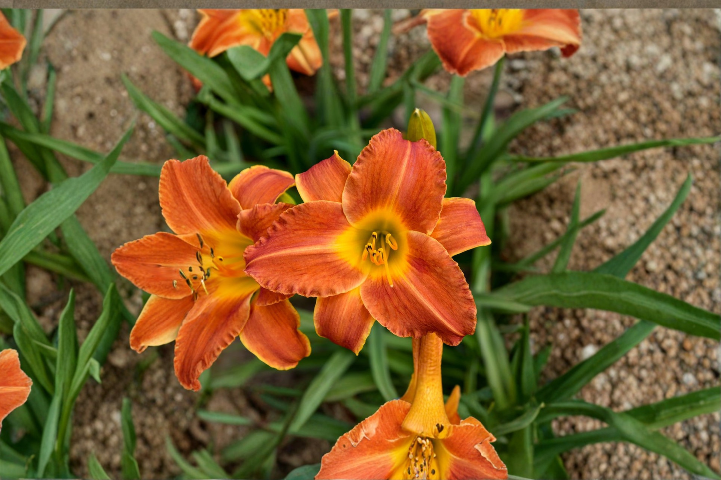 Bright Sunset Daylily 3 Bare Root Plants Orange Red Flower Perennial Easy Care Garden Border Hemerocallis