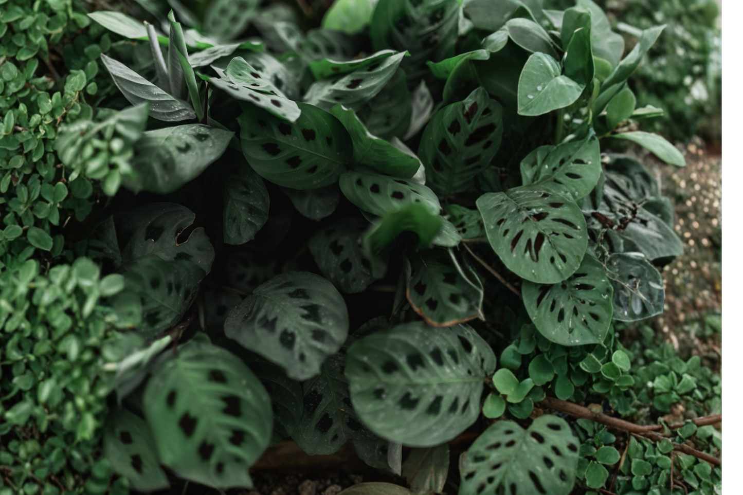 Maranta 'Silver Band' Prayer Plant – Live Houseplant in 6-Inch Pot (Maranta leuconeura)