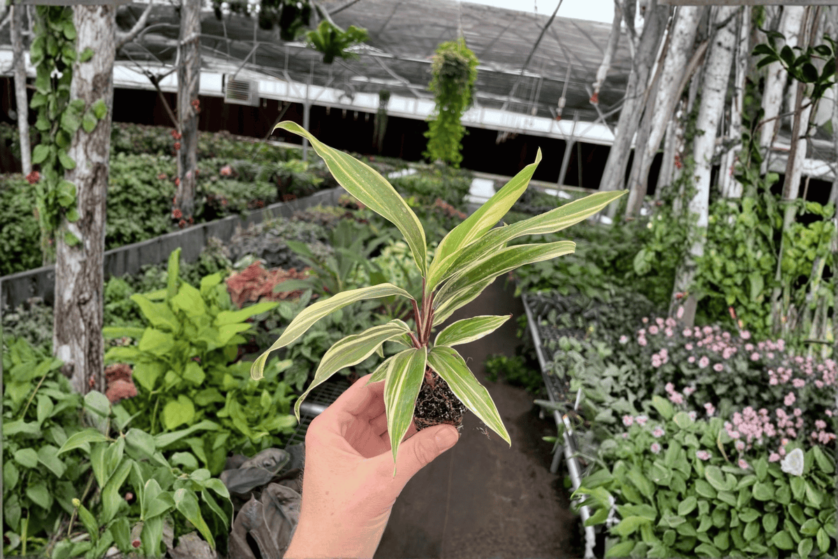 2 Cordyline 'Chocolate Queen' Starter Plants – Bare Root Live Ti Plants