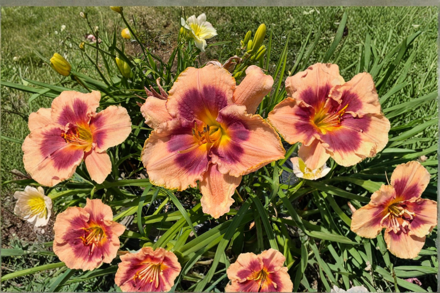 Daylily ‘Joe Marinello’ 3 Bare Root Plants – Red Hemerocallis Perennial for Summer Garden Flowers