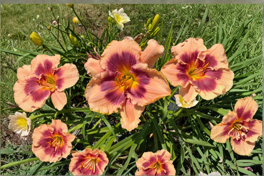 Daylily ‘Joe Marinello’ 3 Bare Root Plants – Red Hemerocallis Perennial for Summer Garden Flowers