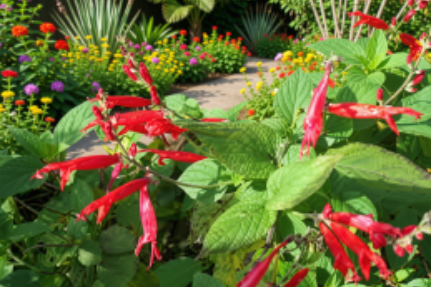 Organic Pineapple Sage Live Plant – 3 Inch Pot – Salvia elegans