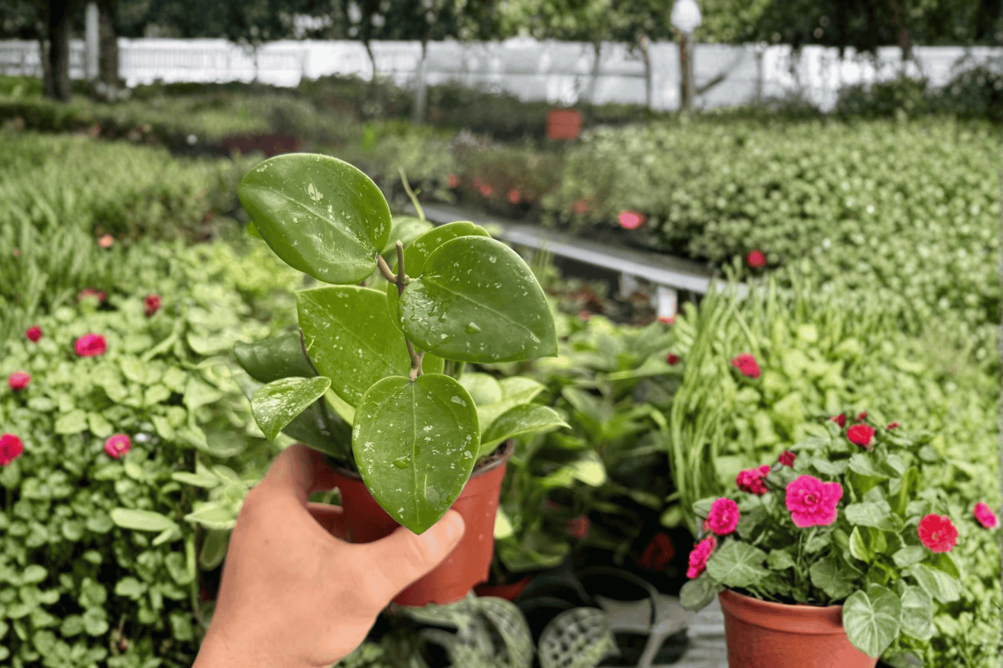 Hoya Parasitica Splash 2 Exact Live Plants – 4-Inch Pots – Hoya parasitica