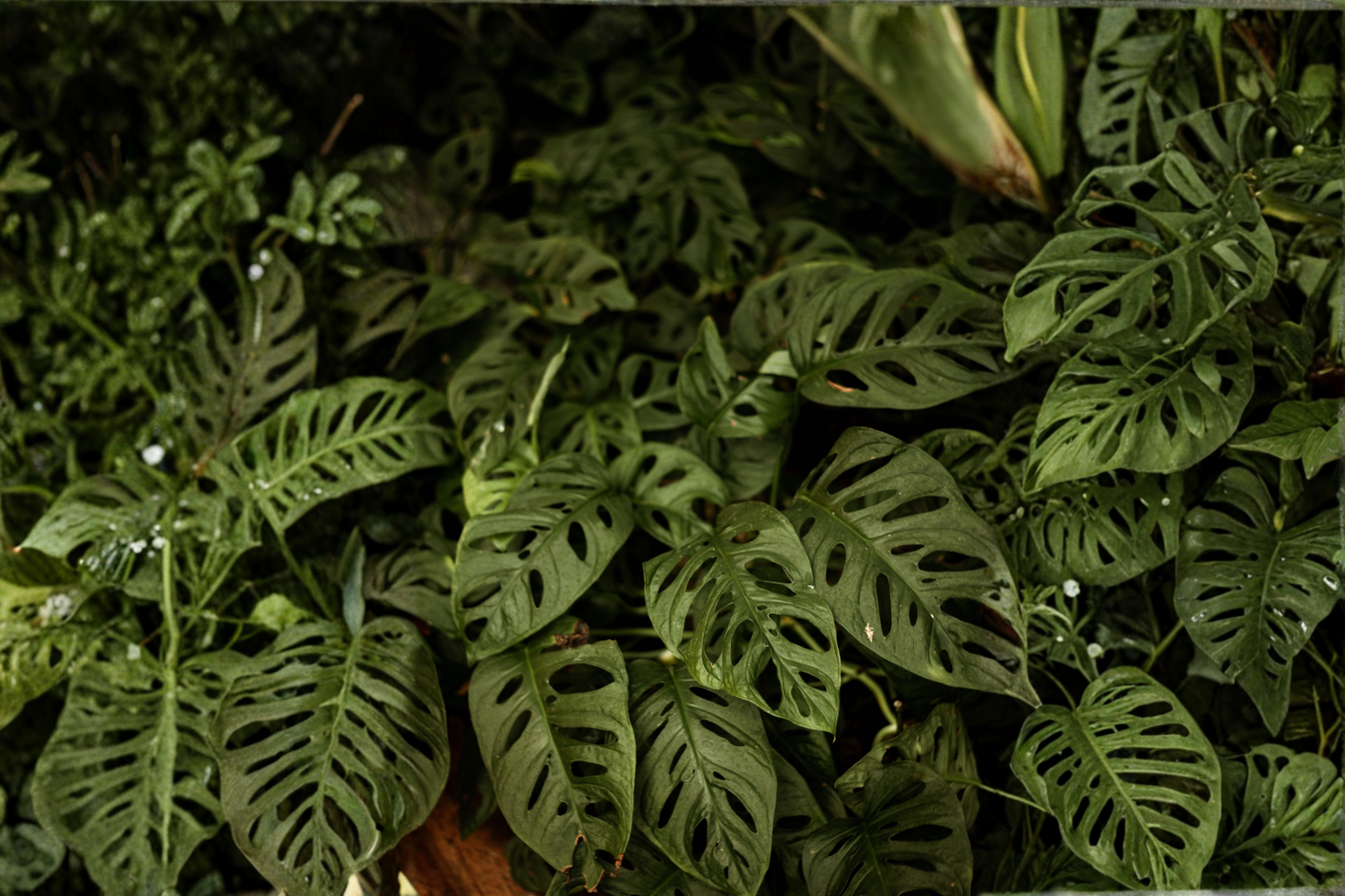 Monstera Obliqua Expilata Live Plants 2 Rooted Starters in 1 Qt Pot Rare Tropical Houseplant Indoor Plant