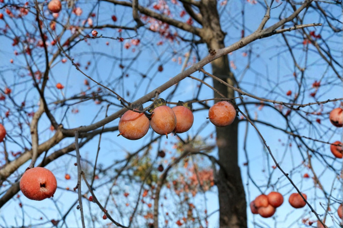American Persimmon Tree Live Plant 3 Gallon Pot – Diospyros virginiana Native Fruit Tree for Yard Garden Planting