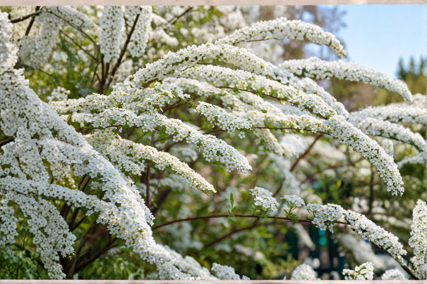 White Spirea Flowering Shrub Live Plant 3 Gallon – Spring Bloom Hedge Bush with Cascading White Flowers for Garden Landscape
