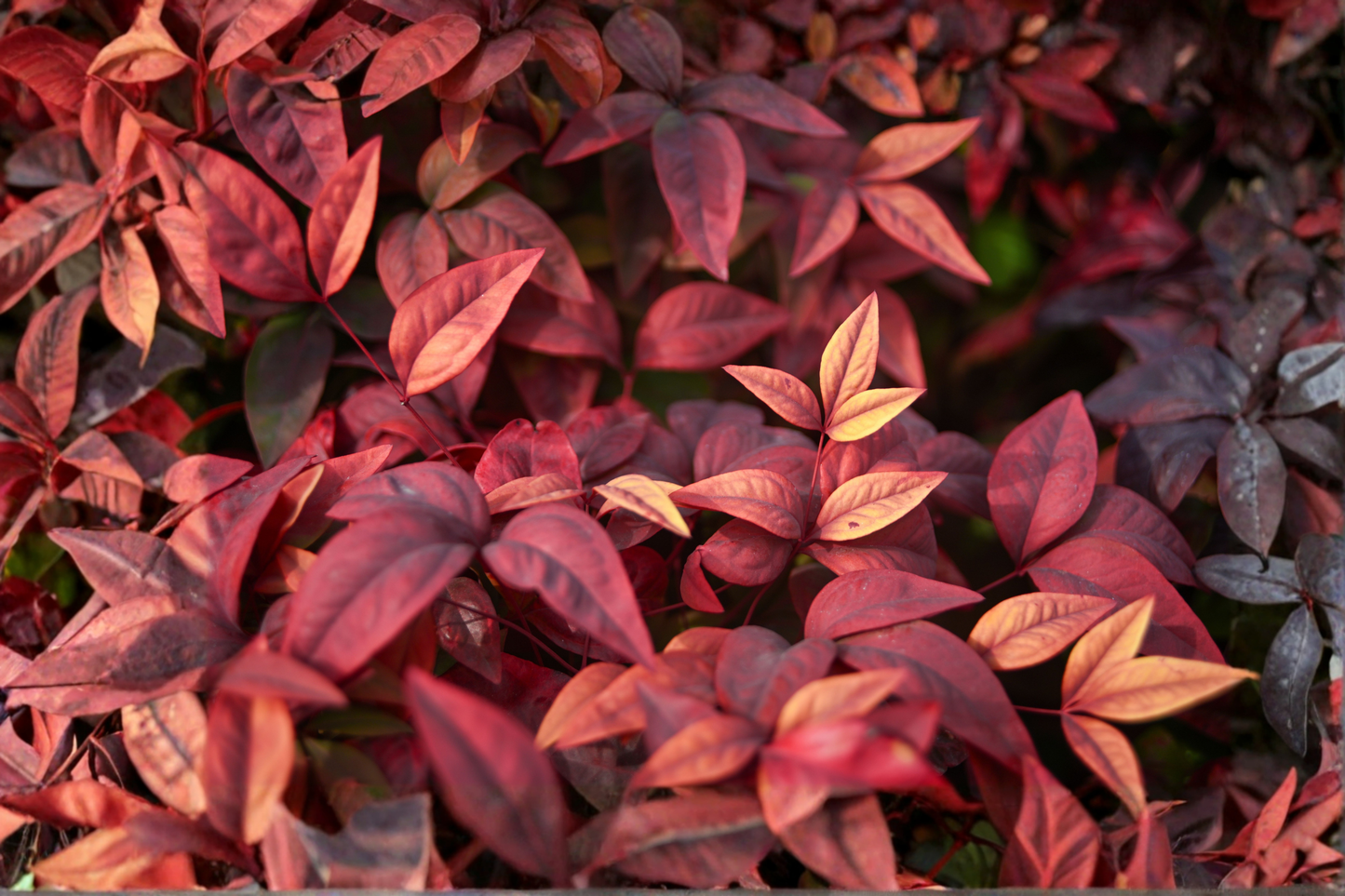 2 Heavenly Bamboo (Nandina) Live Plants – 2.5-Inch Nursery Cubes – Nandina domestica