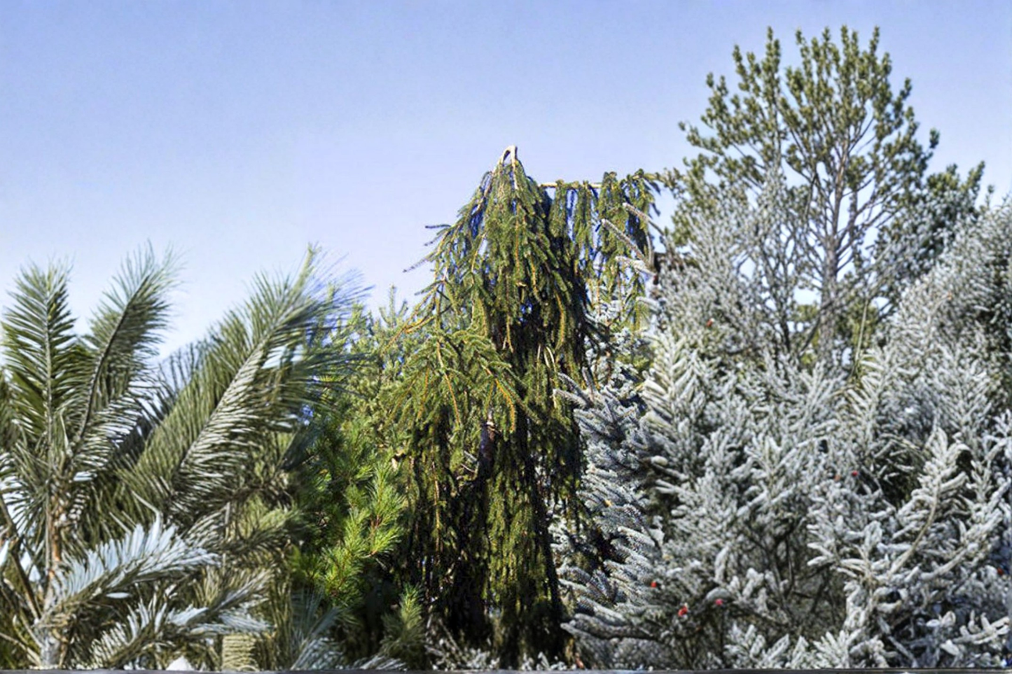 Aarburg Weeping Norway Spruce Live Plant 1 Gallon Pot Picea abies Cascading Evergreen Conifer Tree Garden Landscape