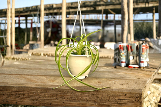Bonnie Spider Plant Live Curly Chlorophytum Trailing Houseplant 4.5 Inch Pot
