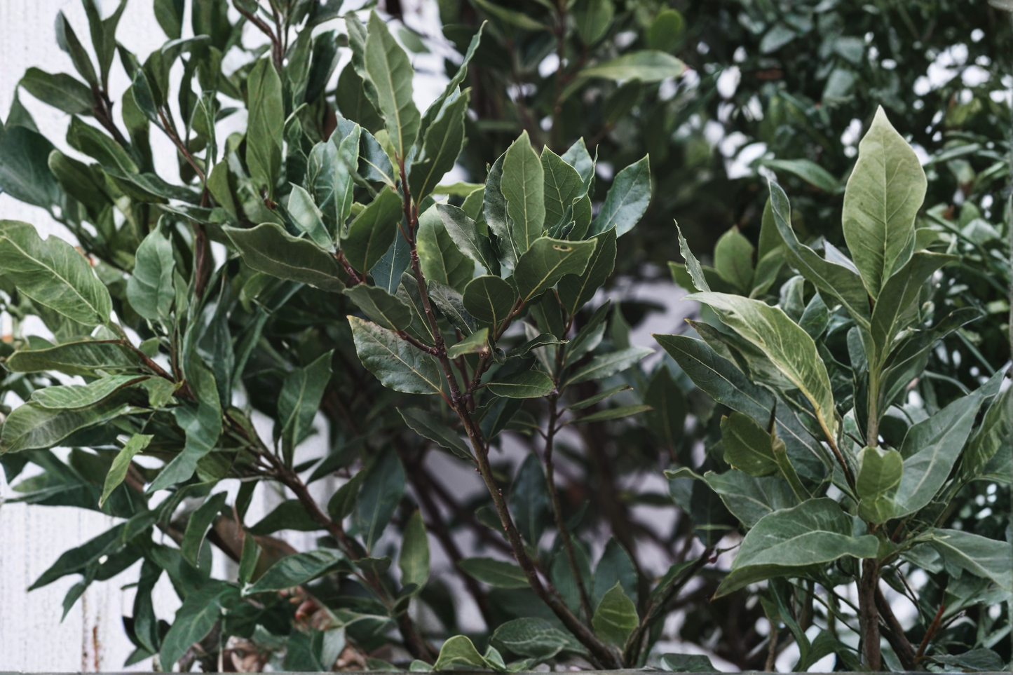Bay Laurel Live Plant 5–7 Inches Tall – Laurus nobilis Culinary Herb Tree