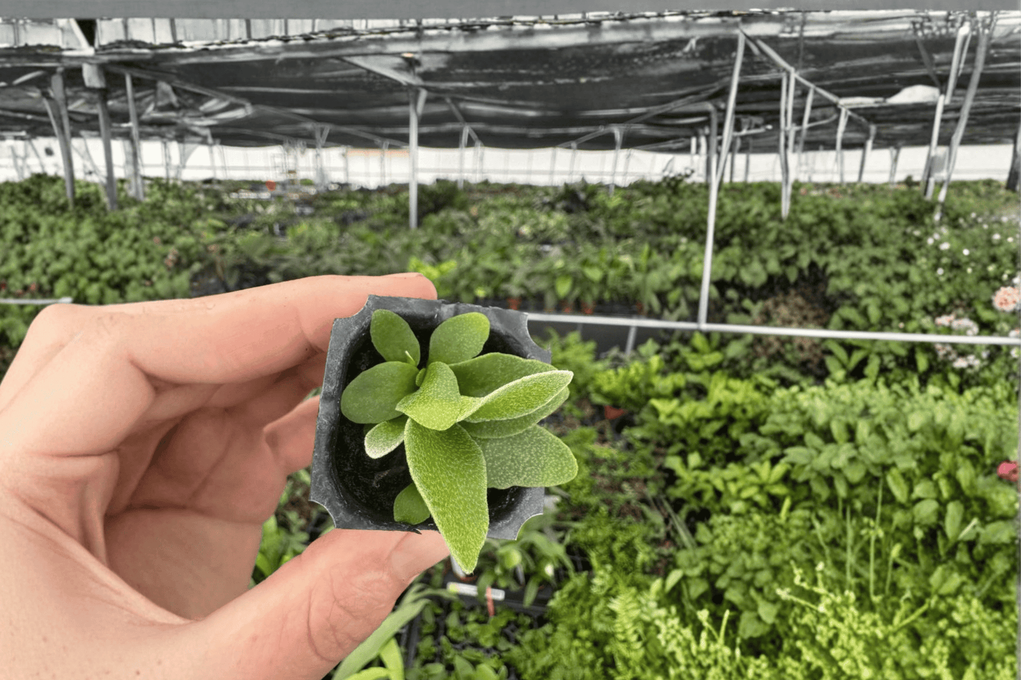 2 Platycerium 'Foong Siqi' Starter Plants Bare Root – Staghorn Fern