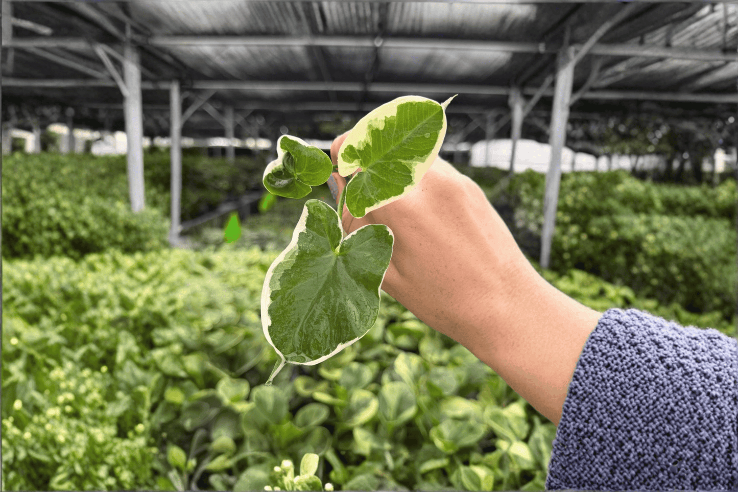 Alocasia ‘Mickey Mouse’ 2 Exact Live Starter Plants – Xanthosoma
