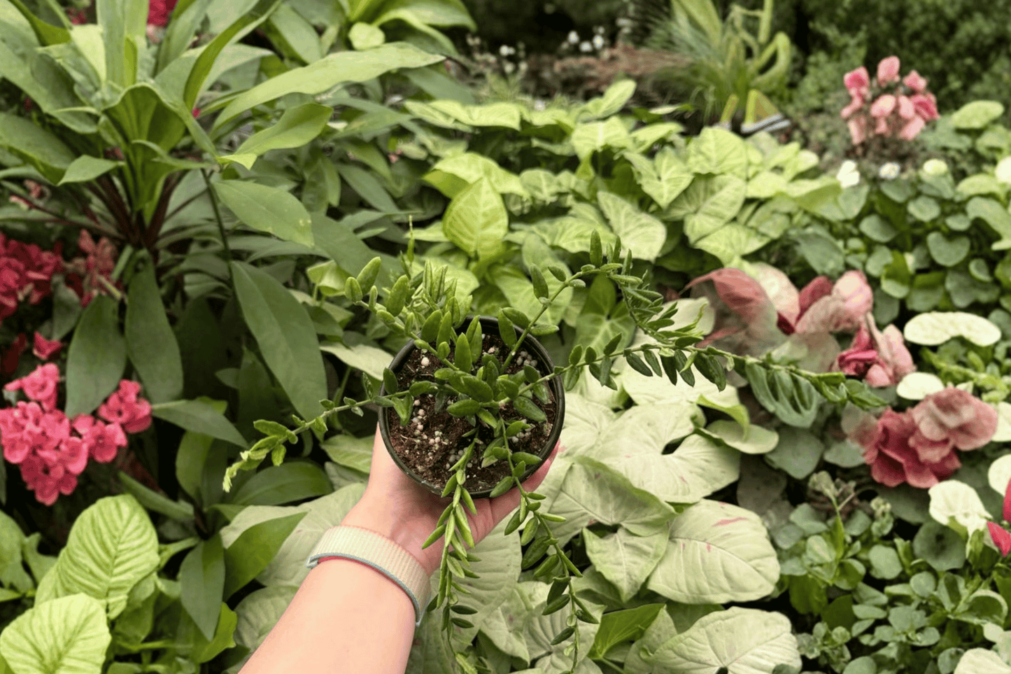 2 Hoya engleriana Live Plants in 4-Inch Pots – Hoya engleriana Tropical Houseplants
