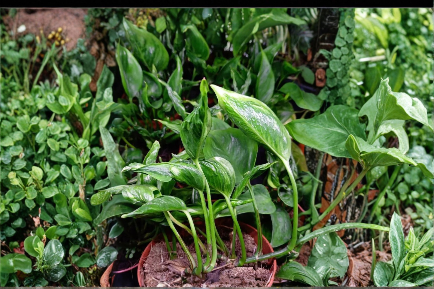 Epipremnum 'Shangri La' Live Tropical Houseplant – Devil's Ivy in 6-Inch Pot (Epipremnum aureum 'Shangri La')