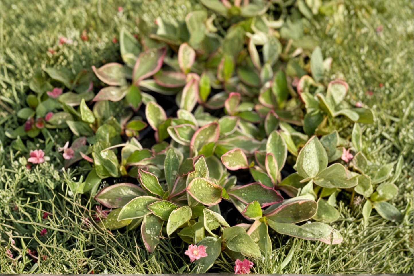 Peperomia Ginny Live Plant Variegated Peperomia Houseplant in 2 Inch Pot