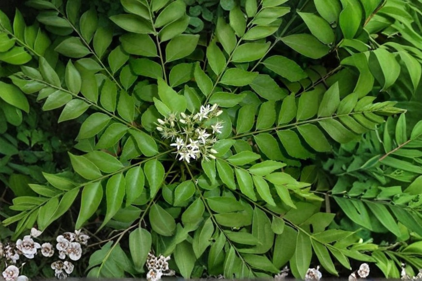 Curry Leaf Live Starter Plant 4–6 Inches – Murraya koenigii Potted