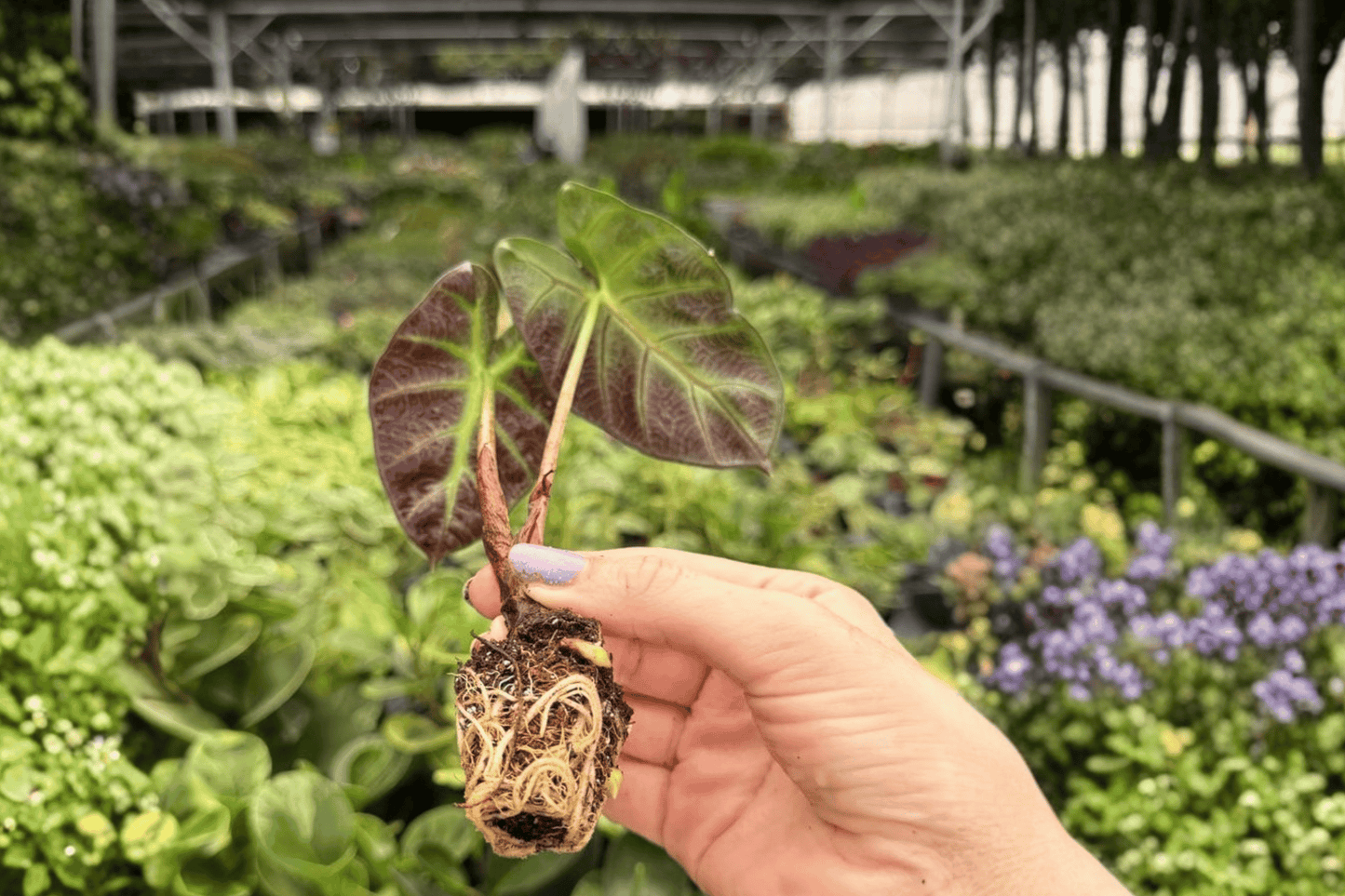 Alocasia Balloon Heart 2 Specific Starter Live Plants – Alocasia ‘Balloon Heart’