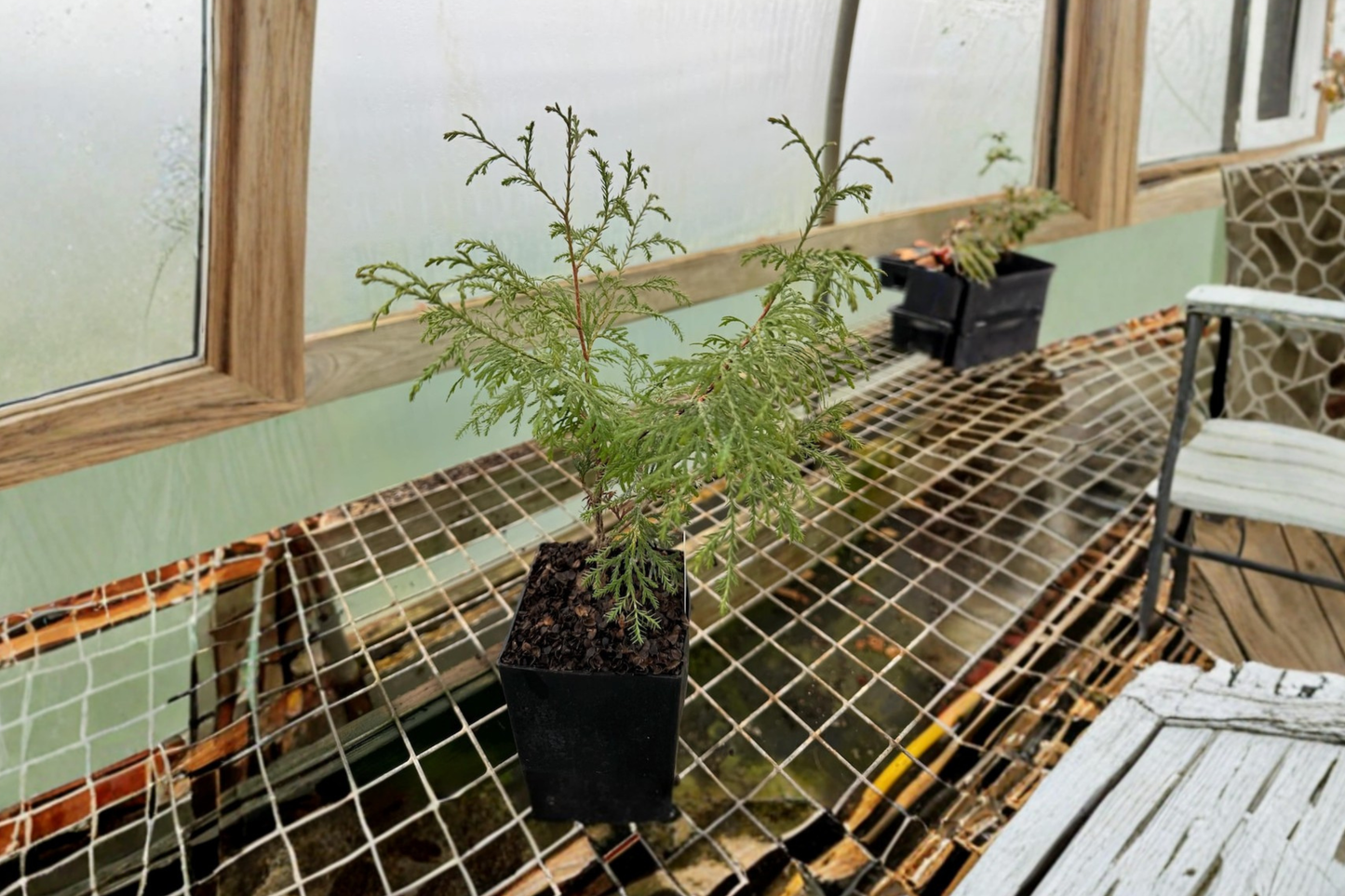 Arborvitae ‘Ellwangeriana’ Live Plant Quart Pot – Thuja occidentalis Compact Evergreen Shrub for Garden