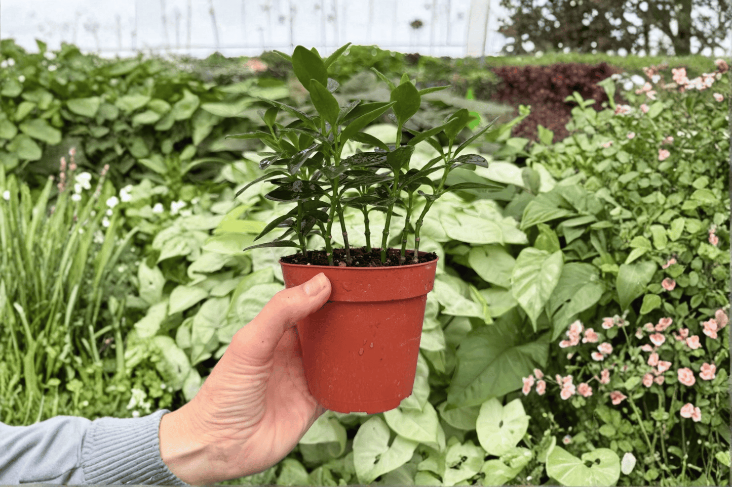Goldfish Plant Tropicana 2 Exact Live Plants – 4-Inch Pots – Nematanthus ‘Tropicana’