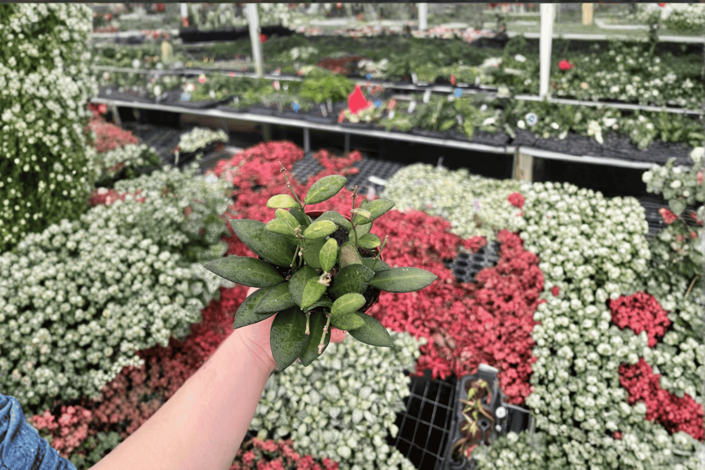 Hoya Bilobata 2 Live Plants – 4-Inch Pots – Hoya bilobata