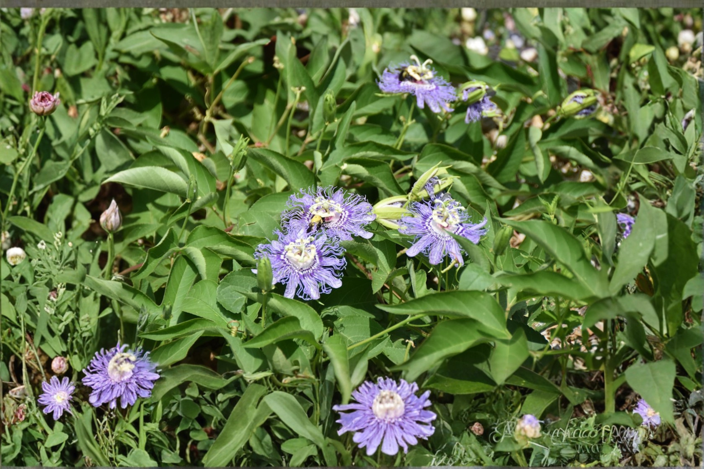 Passiflora caerulea Live Plant Blue Passionflower Vine 5 Inch Starter Plant in 2.5 Inch Pot Free Shipping