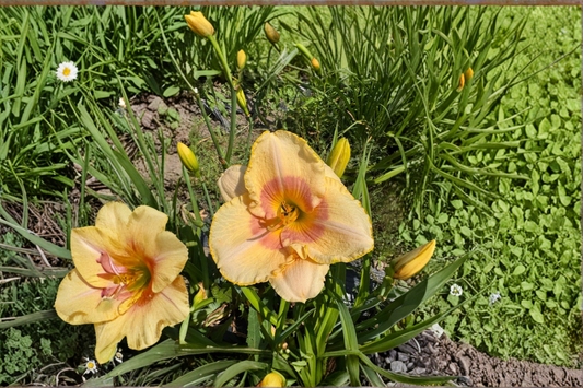 Daylily ‘Summer Blush’ 3 Bare Root Plants – Pink Hemerocallis Perennial for Summer Garden Flowers