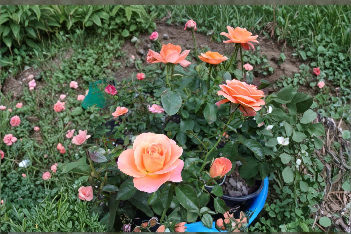 Chicago Peace Hybrid Tea Rose Live Plant 3 Gal Pink Yellow Rose Bush, Large Bloom Flowering Rose for Garden Outdoor