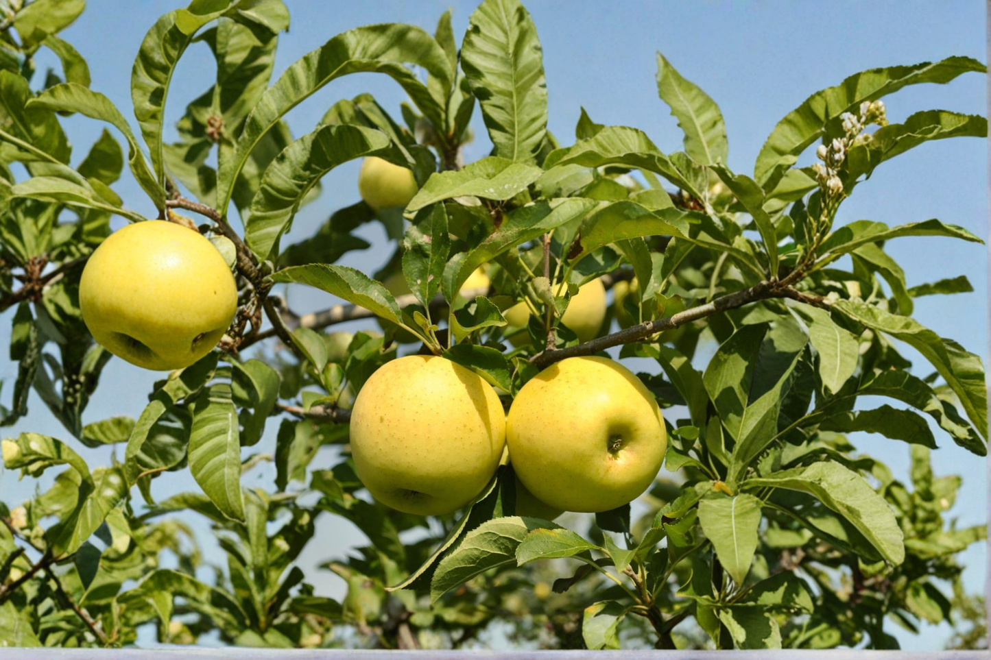Yellow Delicious Apple Tree Live Plant 4–6 Ft Fruit Tree, Sweet Golden Apples for Garden Orchard Outdoor Plant