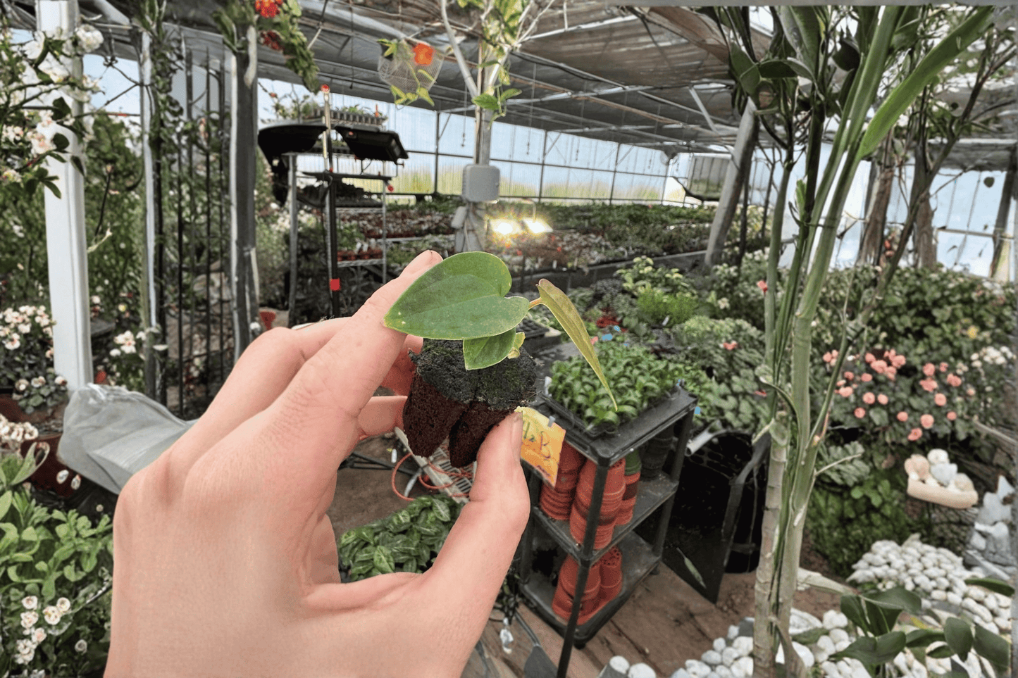 2 Anthurium Guna Yala × Black Velvet Eastern Panama Starter Plants – Anthurium Hybrid Bare Root