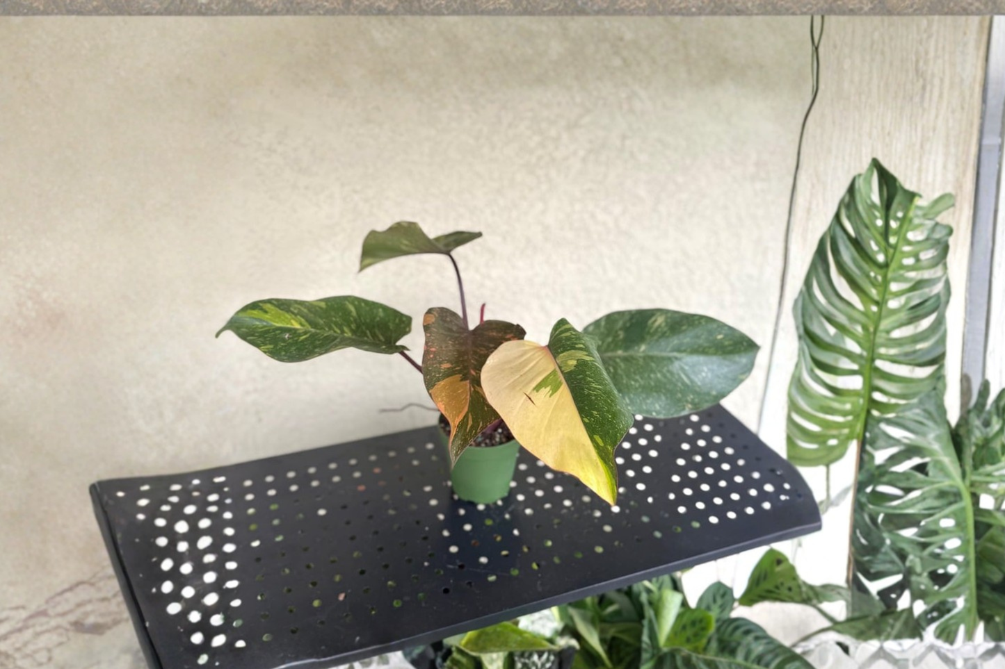 Philodendron Orange Princess Live Plant Variegated Marble Galaxy Philodendron in 4 Inch Pot Rare Houseplant Gift