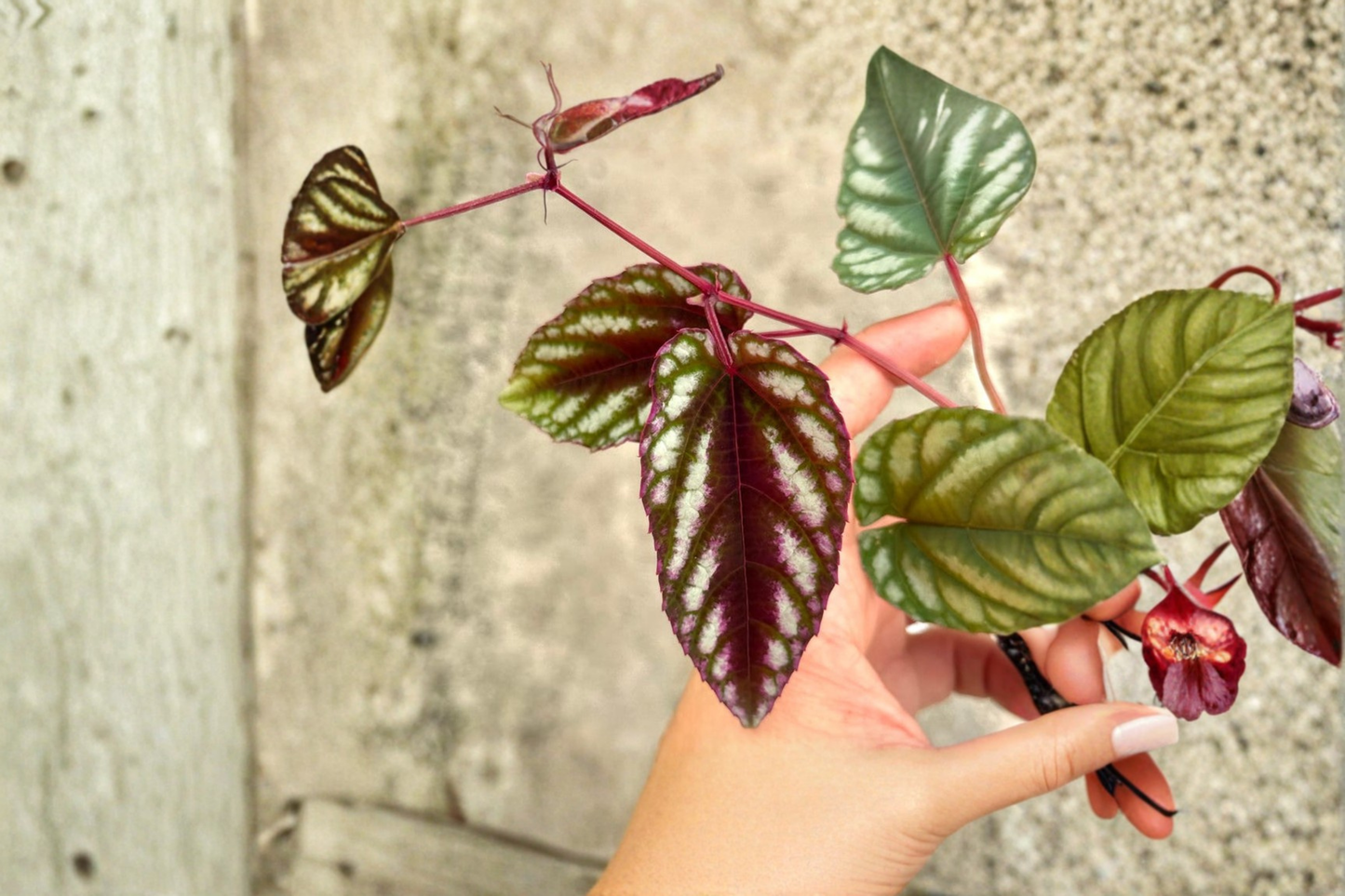 Cissus Discolor Live Plant Rex Begonia Vine Tropical Houseplant in 2 Inch Pot