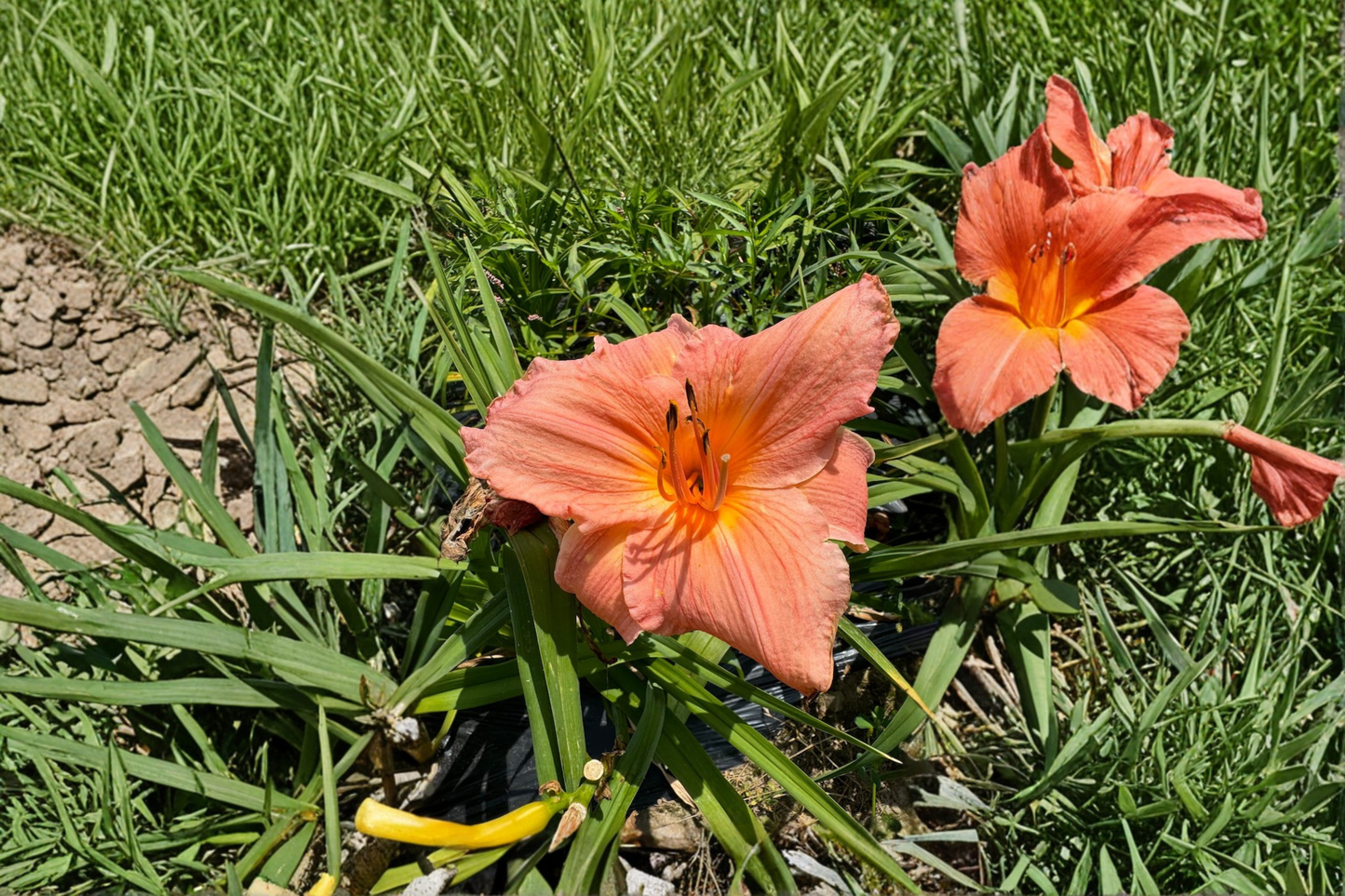 Daylily ‘Frank Gladney’ 3 Bare Root Plants – Orange Red Hemerocallis Perennial for Summer Garden Flowers