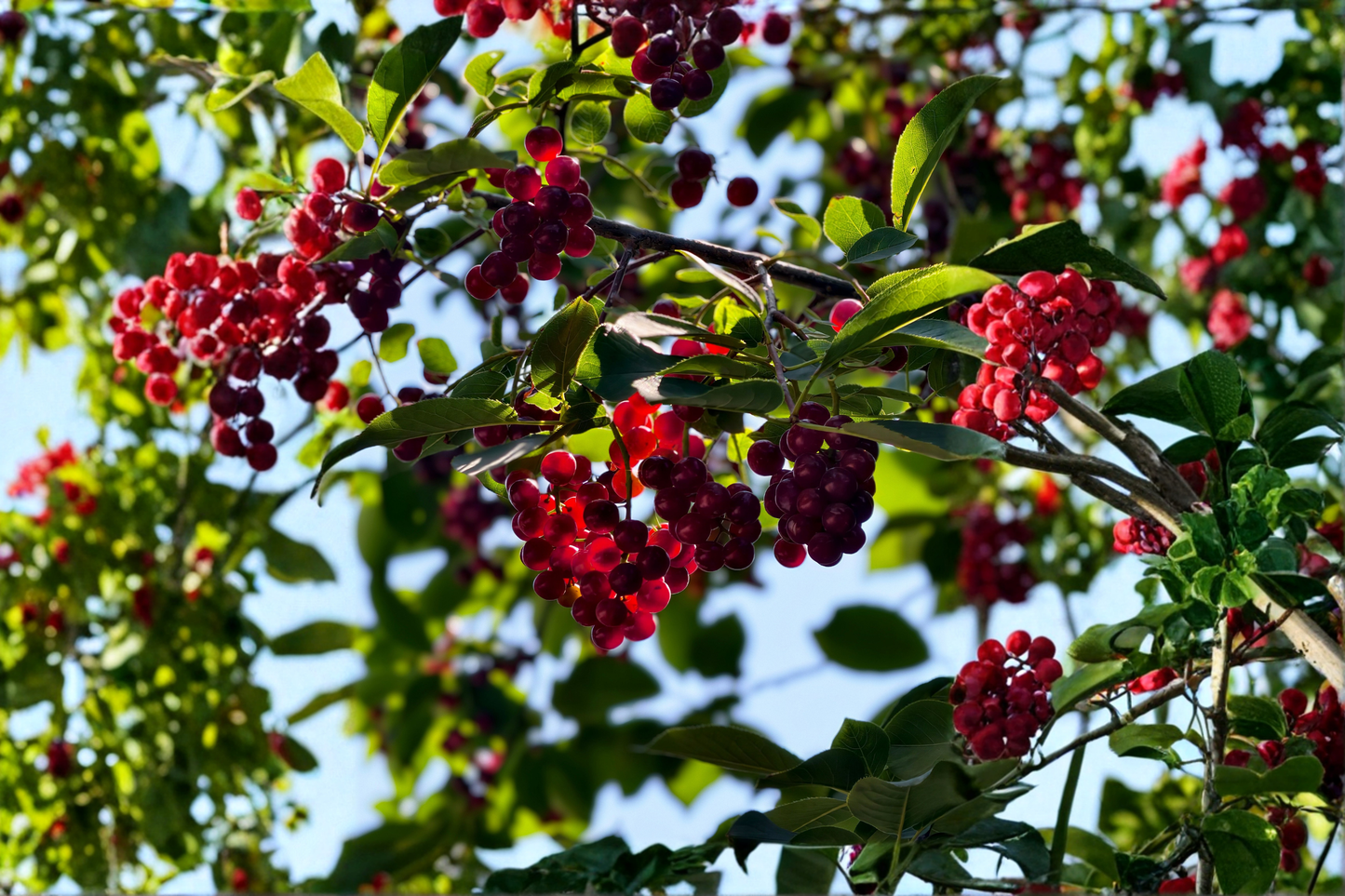 Nanking Bush Cherry Live Plant 24+ Inches – Prunus tomentosa 'Nanking'