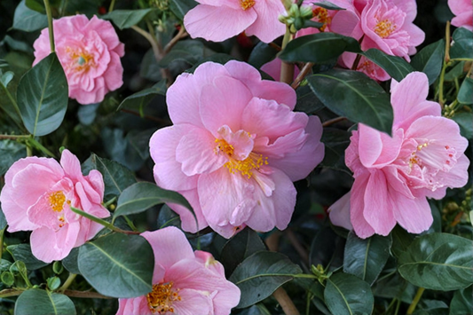 Fall Blooming Camellia ‘Autumn Pink Icicle’ 1 Gallon – Camellia sasanqua Pink Flowering Evergreen Shrub
