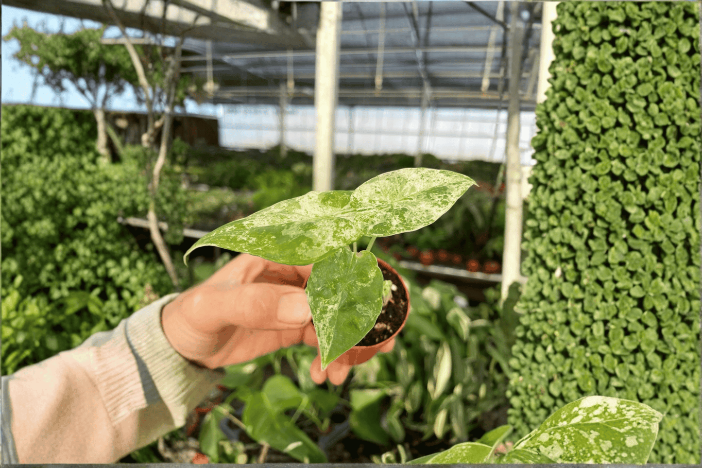 2 Alocasia Snow 'Odora Batik' Starter Plants – Bare Root – Alocasia odora 'Snow Batik'