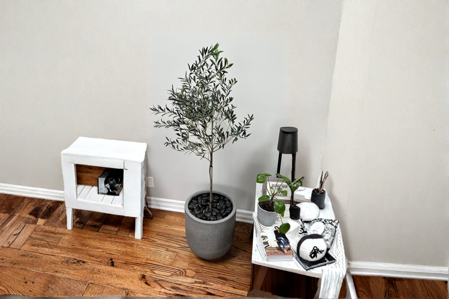 Arbequina Olive Tree Live Plant Tall Olive Tree Ready to Plant Evergreen Fruit Tree Mediterranean Garden Tree Only