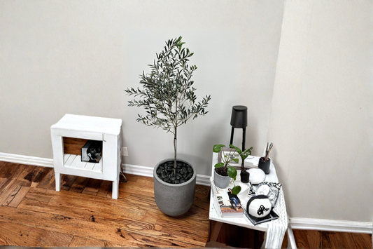 Arbequina Olive Tree Live Plant Tall Olive Tree Ready to Plant Evergreen Fruit Tree Mediterranean Garden Tree Only