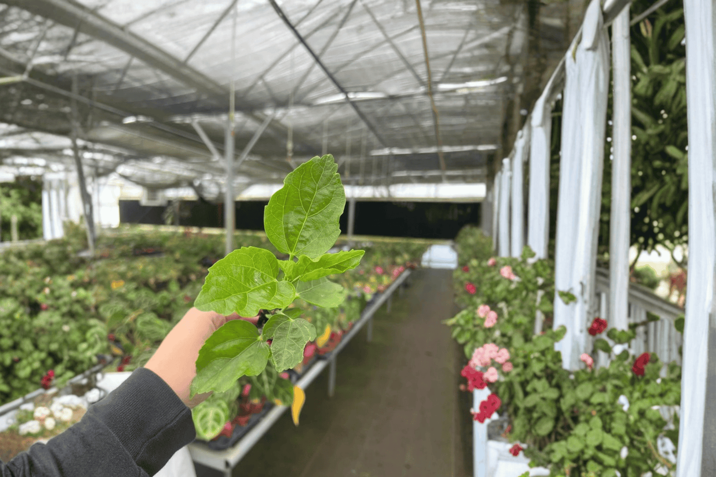 Jennie Lynn Hibiscus 2 Live Starter Plants – Hibiscus rosa-sinensis